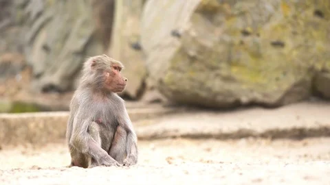 An beautiful Baboon Stock Footage 93819561
