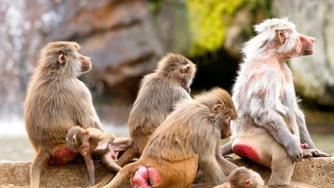 An beautiful Baboon Stock Footage 93819566
