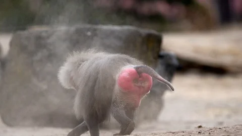 An beautiful Baboon Stock Footage 93819567