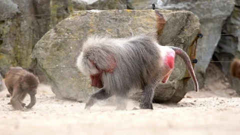 An beautiful Baboon Stock Footage 93819575