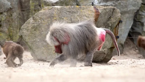 An beautiful Baboon Stock Footage 95821985
