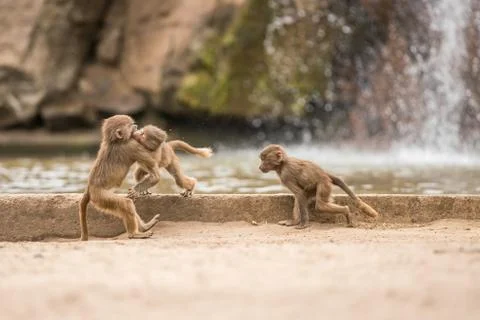An Beautiful baboon Foto stock