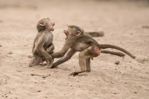 An Beautiful baboon Stock Photos