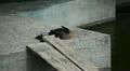 Beautiful Baby Ducks in a Park Lake, Small Pond, Birds HD Footage