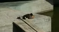 Beautiful Baby Ducks in a Park Lake, Small Pond, Birds HD Footage