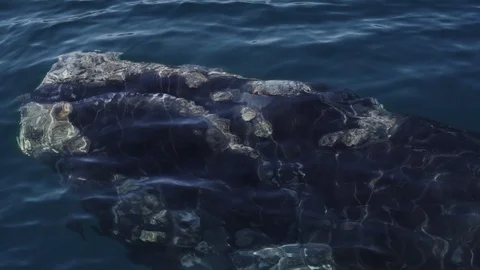 A Beautiful Baby Southern Right Whale Breathing On The Surface Of The Stock Footage