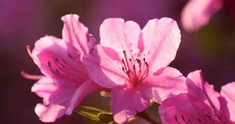 Beautiful back light over the azalea flower 库存影片 162630511