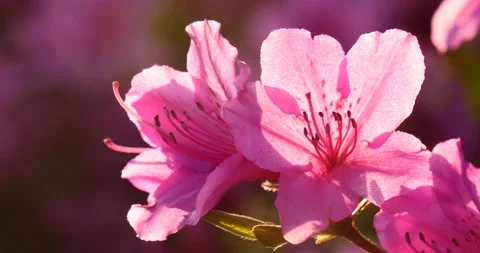 Beautiful back light over the azalea flower Stock Footage 162630614