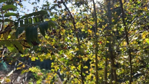 Beautiful back lit sunburst country scene of golden ferns and trees moorlan.. Vidéo 236370853