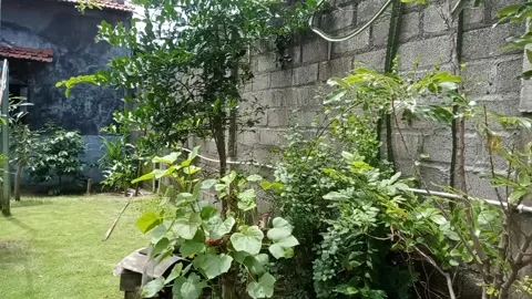 A beautiful back yard Stock Footage