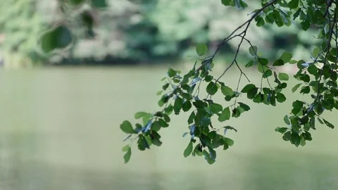 Beautiful backdrop with branch Stock Footage 76735202