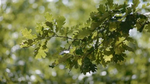Beautiful backdrop with oak branch Stock Footage 76735027