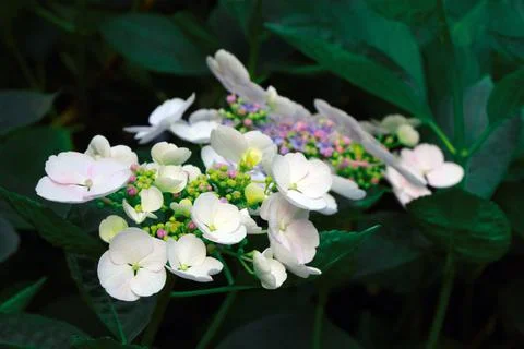 Beautiful background of blooming hydrangeas in the park. Stock Photos