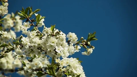 Beautiful background of blue sky with flowering plum tree branches Stock Footage 99314933