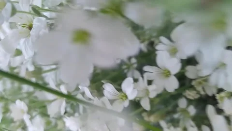 Beautiful background as the camera goes through the white flowers Video stock 241659240