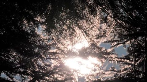 Beautiful background of coniferous forests, needle. Sun rays light shines Stock Footage 108281108
