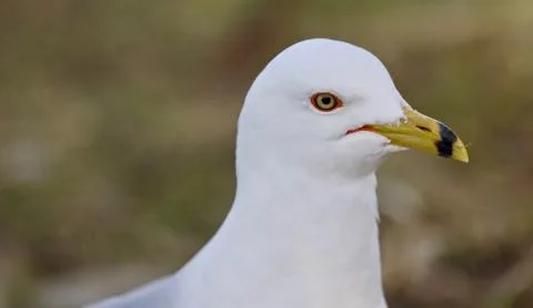 Beautiful background with a cute gull Stock-Fotos