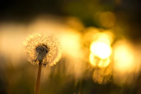 Beautiful background with dandelion Stock Photos