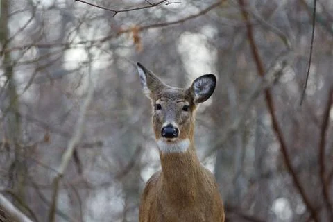 Beautiful background with the deer Stock Photos