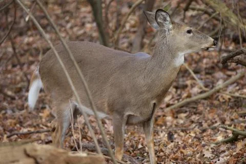 Beautiful background with the deer Stock Photos
