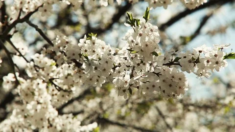 Beautiful background with flowering plum tree branches Video stock 99315698
