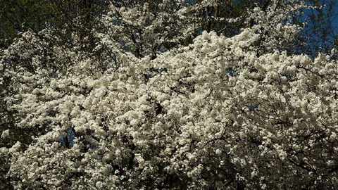 Beautiful background with flowering plum tree branches Video stock 99315913