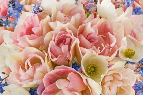 Beautiful background of flowers, close-up Stock Photos