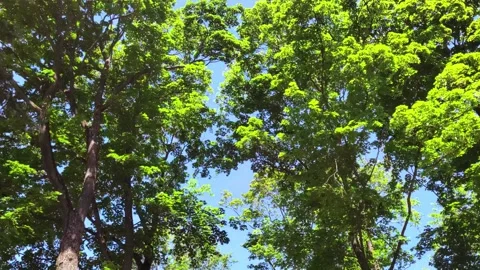 Beautiful background of forest trees seen from below. Stock Footage 278508503
