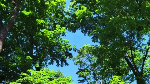 Beautiful background of forest trees seen from below. Stock Footage 278736683