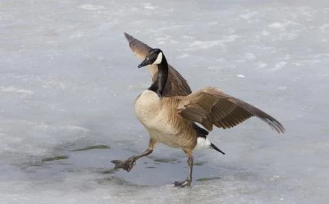The beautiful background with the goose Stock Photos