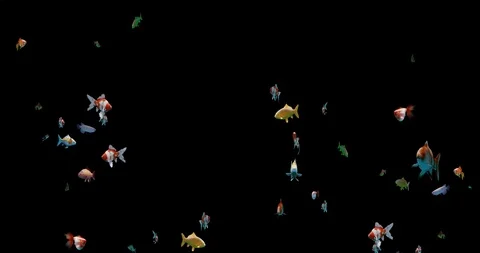 Beautiful Background Hundreds of Multicolored Fish Swimming Stock Footage 108932711
