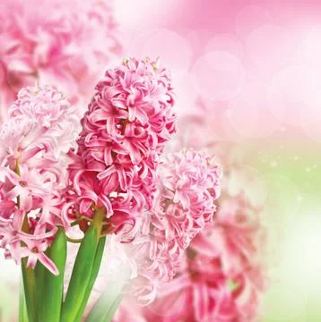 Beautiful background with hyacinth Stock Photos