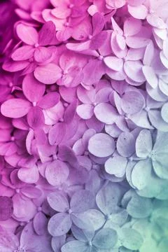 Beautiful background of hydrangea Stock Photos