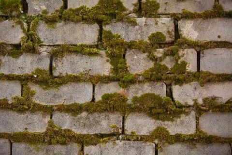 Beautiful background image with brick wall and moss Stock Photos