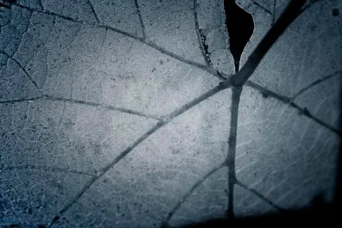 Beautiful background leaf Stock Photos