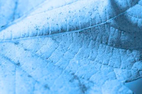 Beautiful background leave Stock Photos