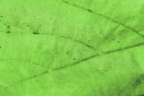 Beautiful background leave Stock-Fotos