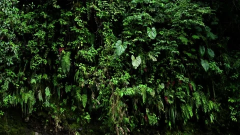 A beautiful background with many different leaves colored in a lush green Stock Footage 151279444