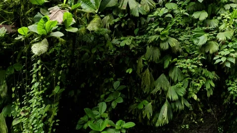 A beautiful background with many different plants colored in a lush green Stock Footage 151281116