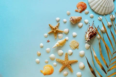 , a beautiful background of many small seashells and starfish Stock Photos