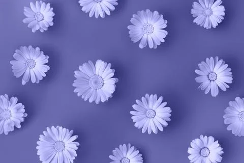 Beautiful background with marigold flowers pattern. Toned in trendy color of Stock Photos