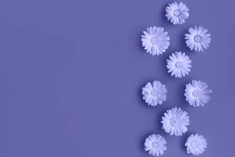 Beautiful background with marigold flowers pattern. Toned in trendy color of Stock Photos