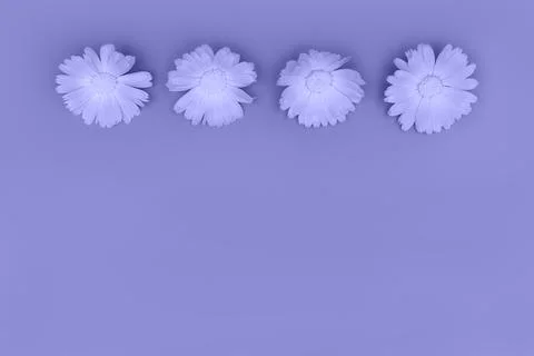 Beautiful background with marigold flowers pattern. Toned in trendy color of Stock Photos