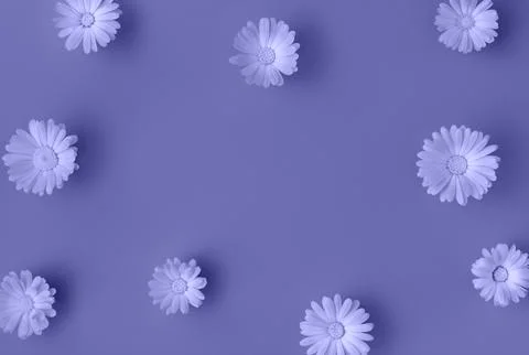 Beautiful background with marigold flowers pattern. Toned in trendy color o.. Stock Photos