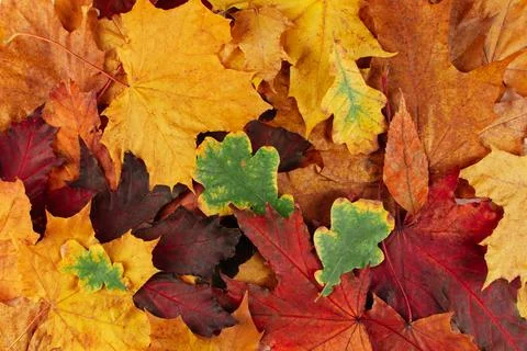 Beautiful background of multicolored fallen autumn leaves. Stock Photos