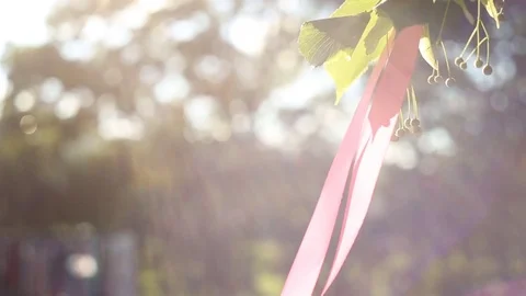 Beautiful background. Nature. sunlight. The wind weakly ribbons. Calm and Stock Footage 79682505