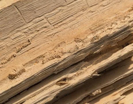 Beautiful background of an old tree close-up, macro Stock Photos