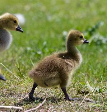 Beautiful background with a pair of chicks of the Canada geese Stock Photos