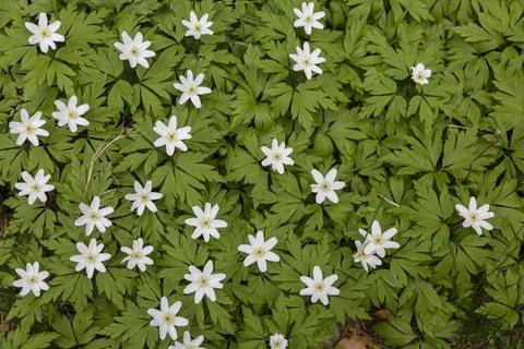 Beautiful background pattern of white flowers with green leaves. A Flowerin.. Foto stock