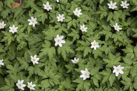 Beautiful background pattern of white flowers with green leaves. A Flowerin.. Stock Photos